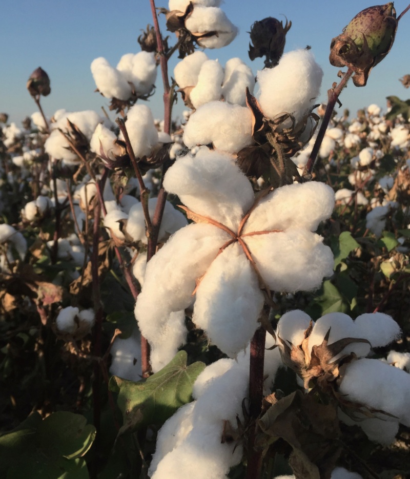 简化棉棉花种子高产抗虫抗病农家大田基地易种植棉花种