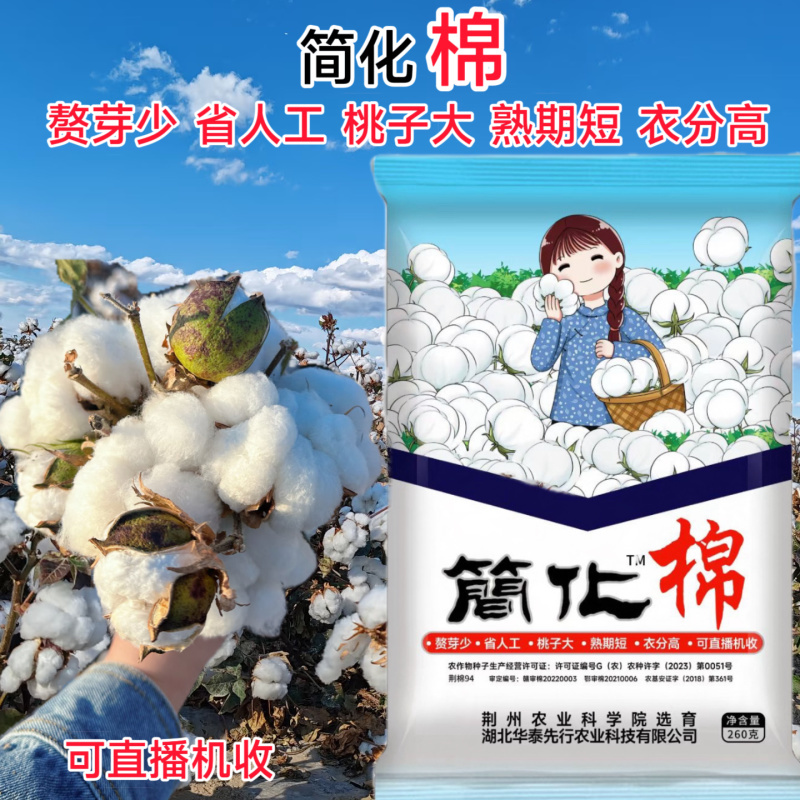 简化棉棉花种子高产抗虫抗病农家大田基地易种植棉花种