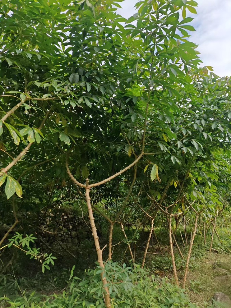 华南九号黄肉木薯产地直发价格美丽欢迎联系咨询