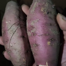 沙地红瑶榴莲蜜薯