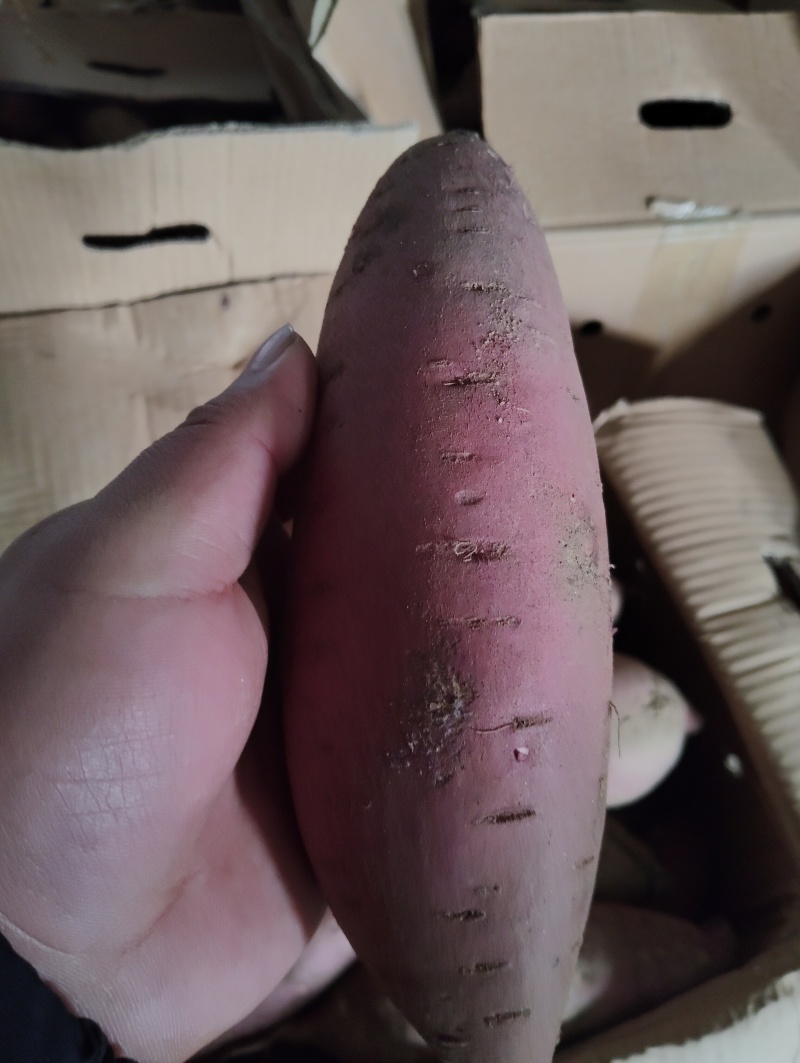 沙地红瑶榴莲蜜薯