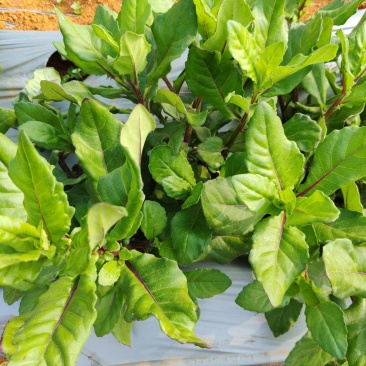 长寿菜，富贵菜，白背三七
