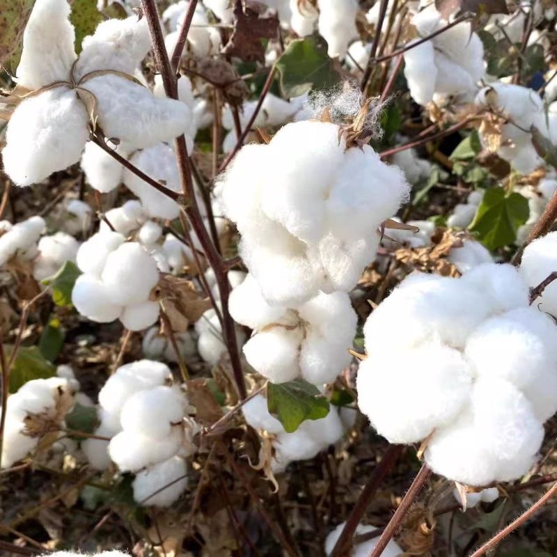 荆棉0436棉种子原装当季大田高产抗病虫春夏种植
