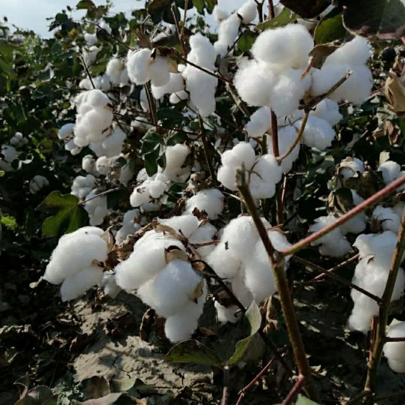 荆棉0436棉种子原装当季大田高产抗病虫春夏种植
