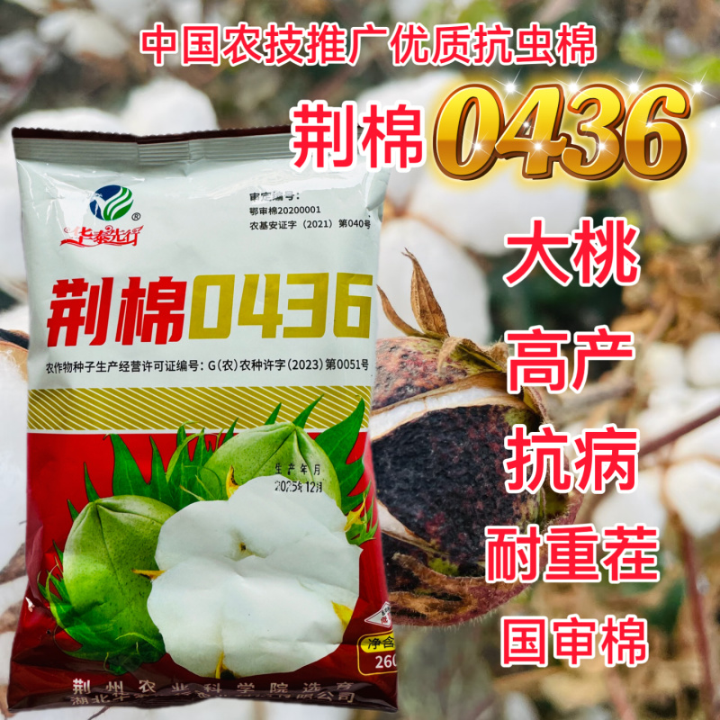 荆棉0436棉种子原装当季大田高产抗病虫春夏种植