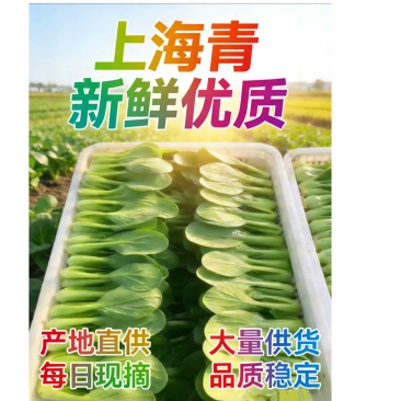 山东沙壤上海青脆嫩无丝常年供货市场商超量大