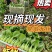山东沙壤上海青脆嫩无丝常年供货市场商超量大