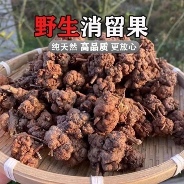 消瘤果中药材消瘤藤瘤子星毛黄花香果九头狮子金丝冠盖