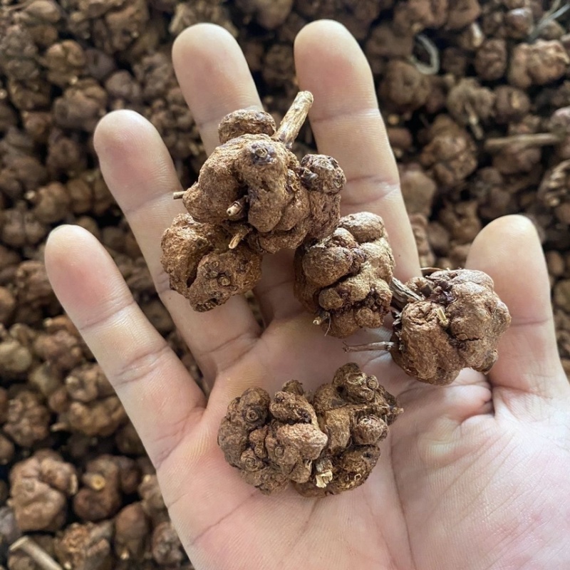 消瘤果中药材消瘤藤瘤子星毛黄花香果九头狮子金丝冠盖