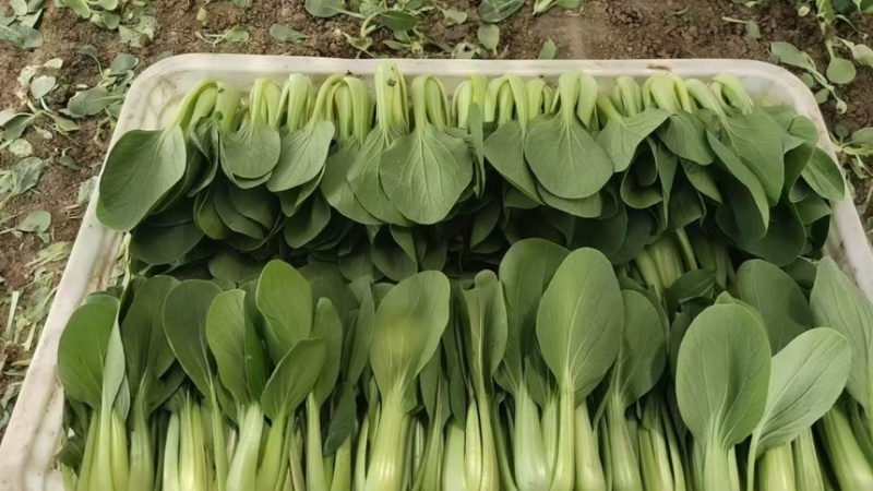 【精品】山东上海青油菜常年供货全渠道青菜欢迎咨询