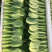 【精品】山东上海青油菜常年供货全渠道青菜欢迎咨询