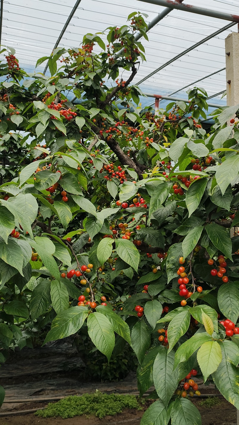 樱桃山东枣庄小樱桃玛瑙红水樱桃红妃樱桃即将上市