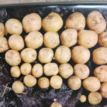 广西新土豆上市咯！现挖现发，表皮光溜溜，蒸煮炖炒都