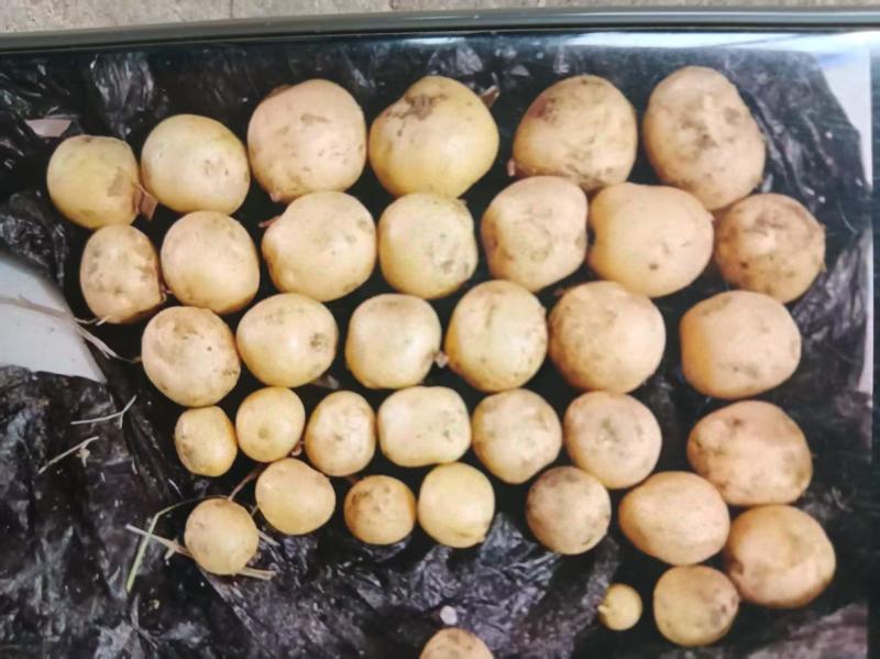 广西新土豆上市咯！现挖现发，表皮光溜溜，蒸煮炖炒都