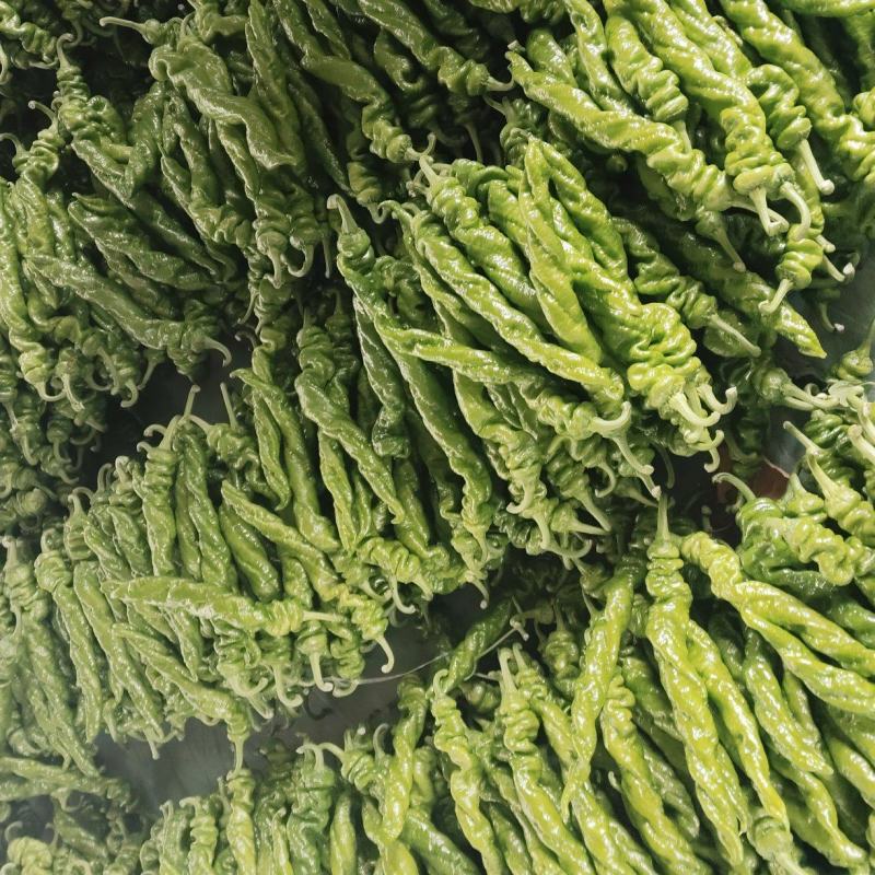 螺丝椒苗半螺全螺寿光育苗基地直发