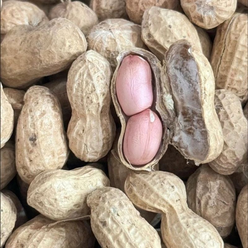 鲁花8号纯手工剥壳花生种子高产高出油薄皮大果荚果饱满抗旱