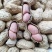 鲁花8号纯手工剥壳花生种子高产高出油薄皮大果荚果饱满抗旱