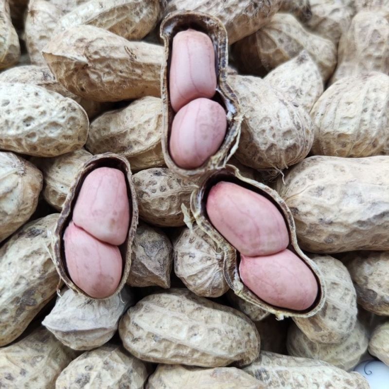 鲁花8号纯手工剥壳花生种子高产高出油薄皮大果荚果饱满抗旱