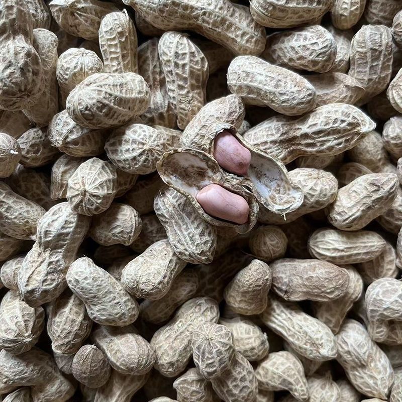 鲁花8号纯手工剥壳花生种子高产高出油薄皮大果荚果饱满抗旱