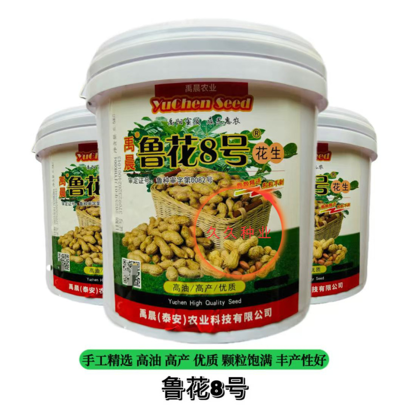 鲁花8号纯手工剥壳花生种子高产高出油薄皮大果荚果饱满抗旱