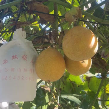 哥伦比亚热情果。原产地种植户