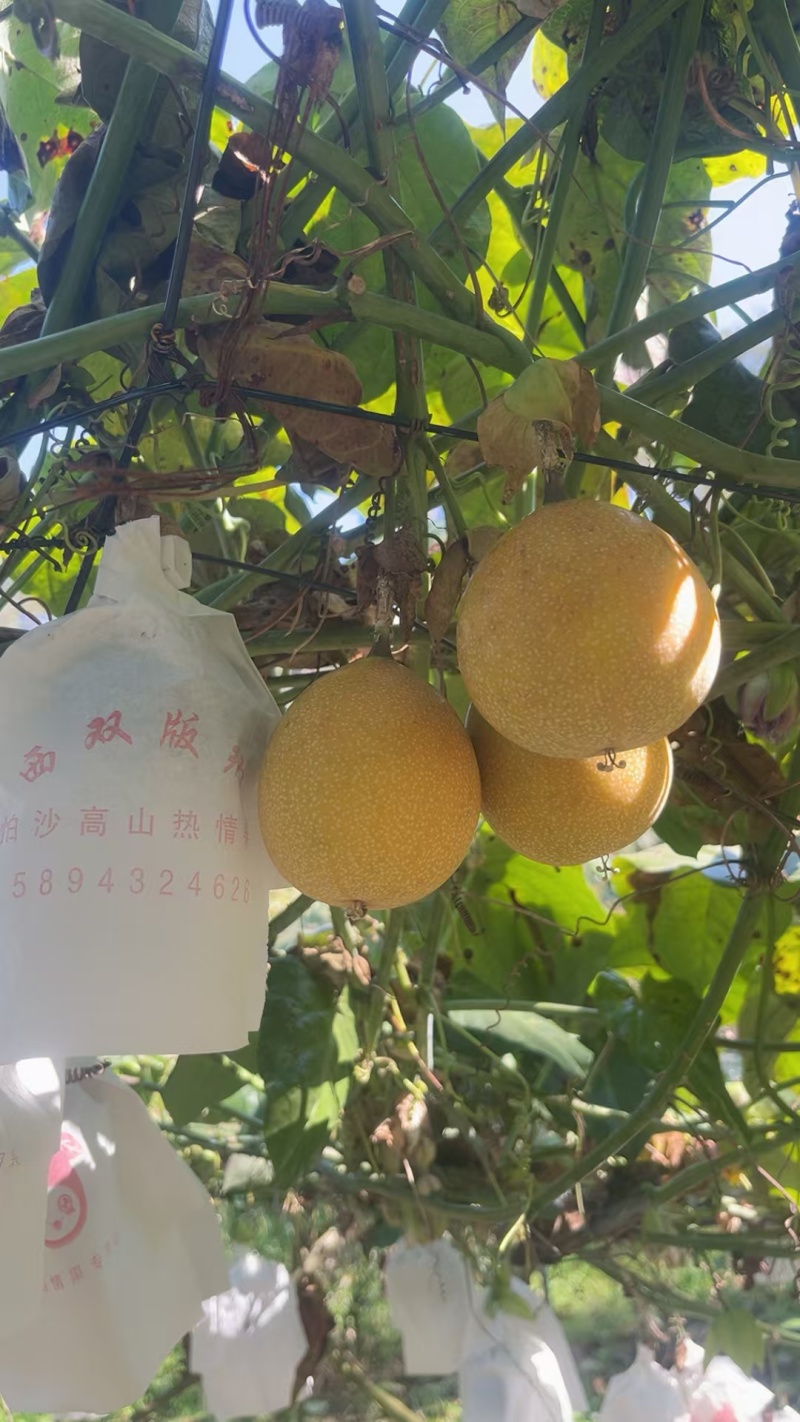 哥伦比亚热情果。原产地种植户