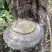 野生松树桑黄