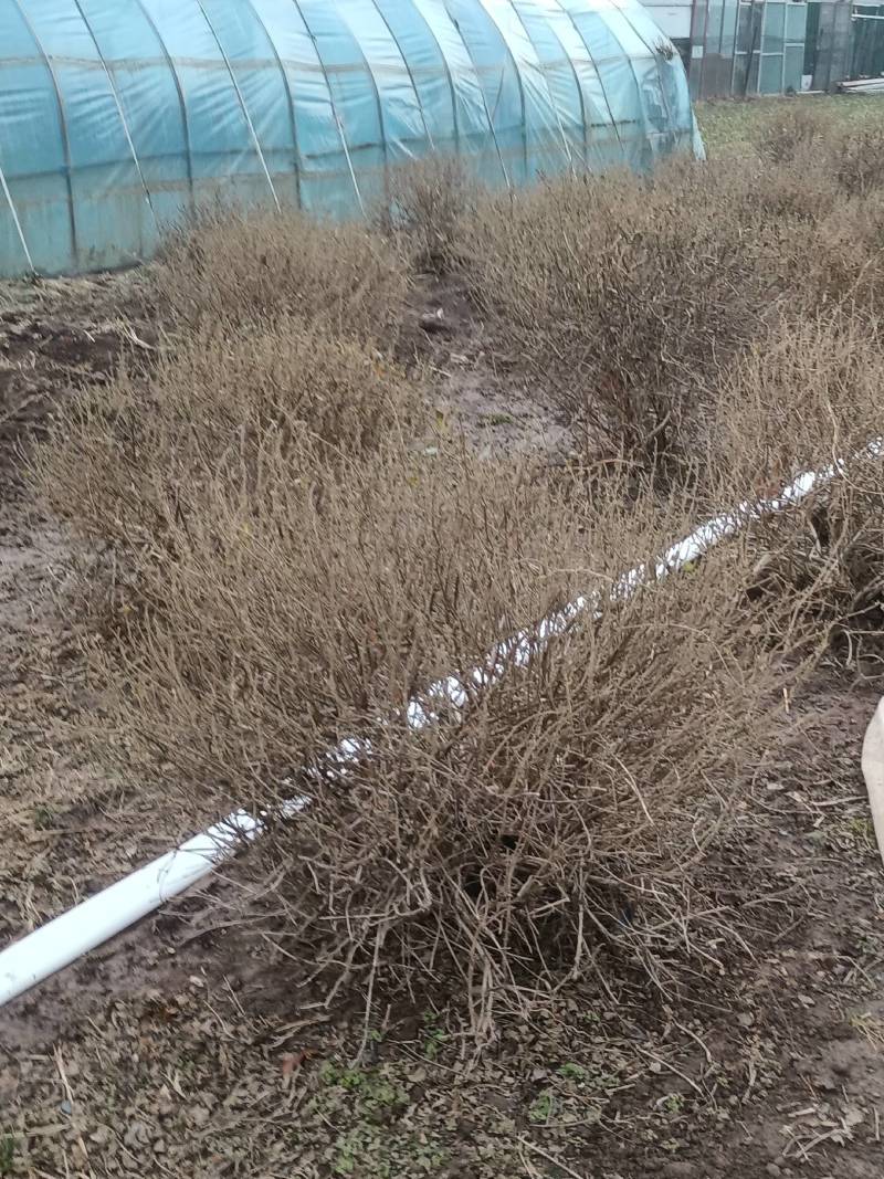 出售金银花球60棵