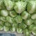 河南冷库大白菜
