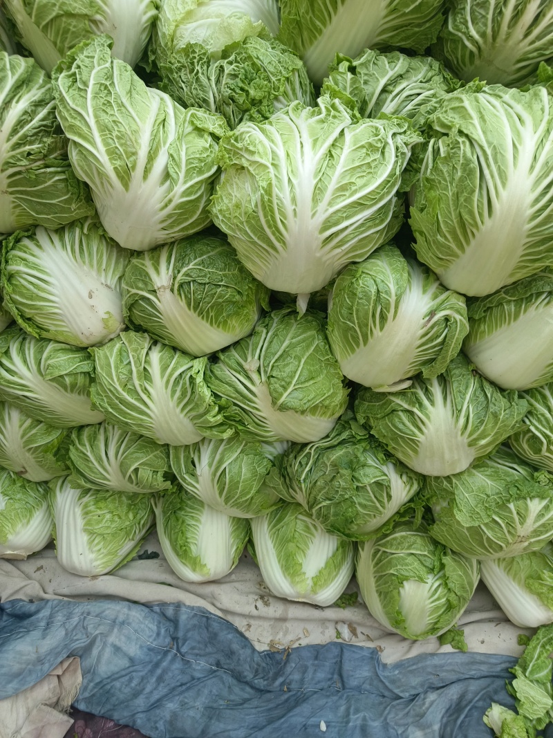 河南冷库大白菜
