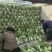 河南冷库大白菜