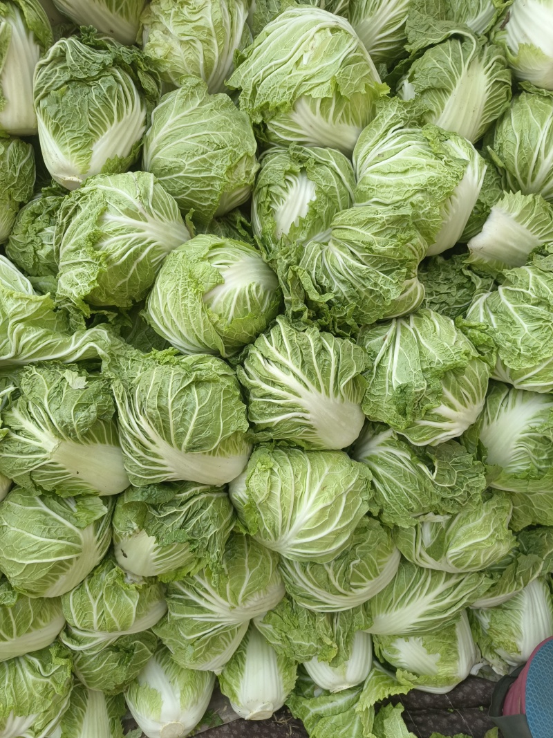 河南冷库大白菜