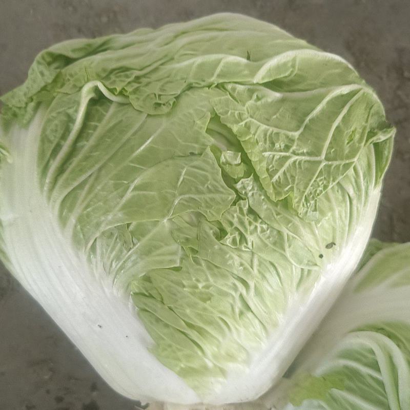 河南冷库大白菜