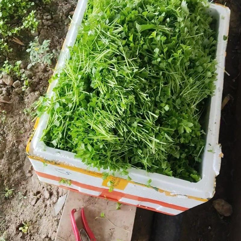 婚庆，大酒店专用。