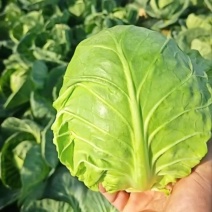 大棚精品面包甘蓝大量供应对接各大市场电商诚信经营合作共赢