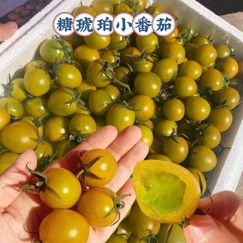 糖珀琥小番茄口感稳定产地一手可发电商可开发票