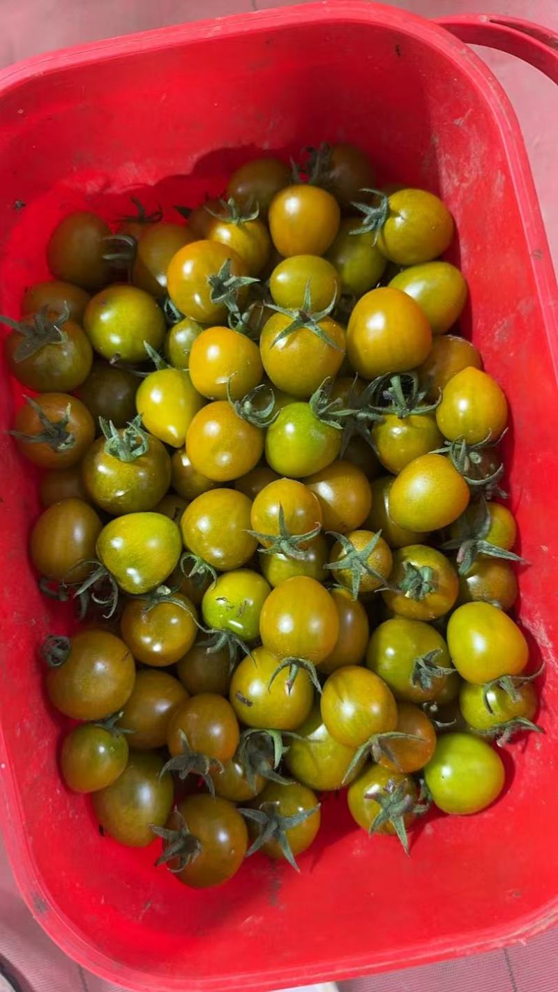 糖珀琥小番茄口感稳定产地一手可发电商可开发票
