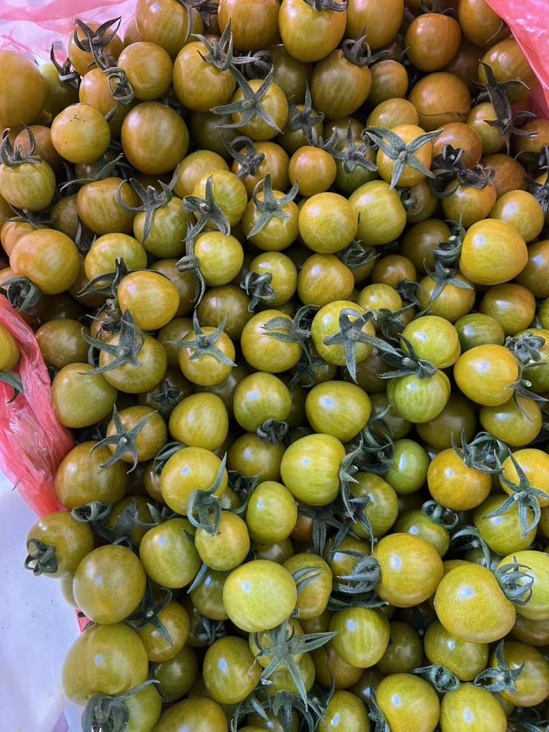 糖珀琥小番茄口感稳定产地一手可发电商可开发票