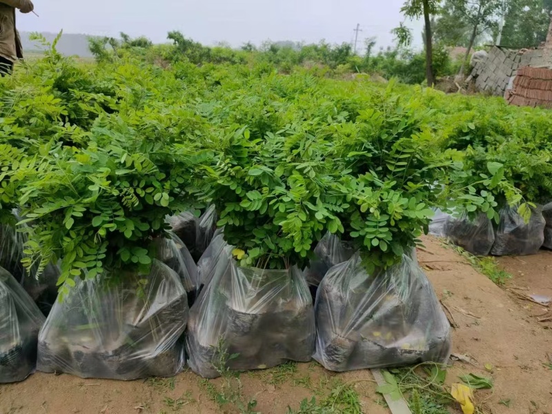 川姐紫穗槐，刺槐及杯苗，基地自产自销，一站式服务。