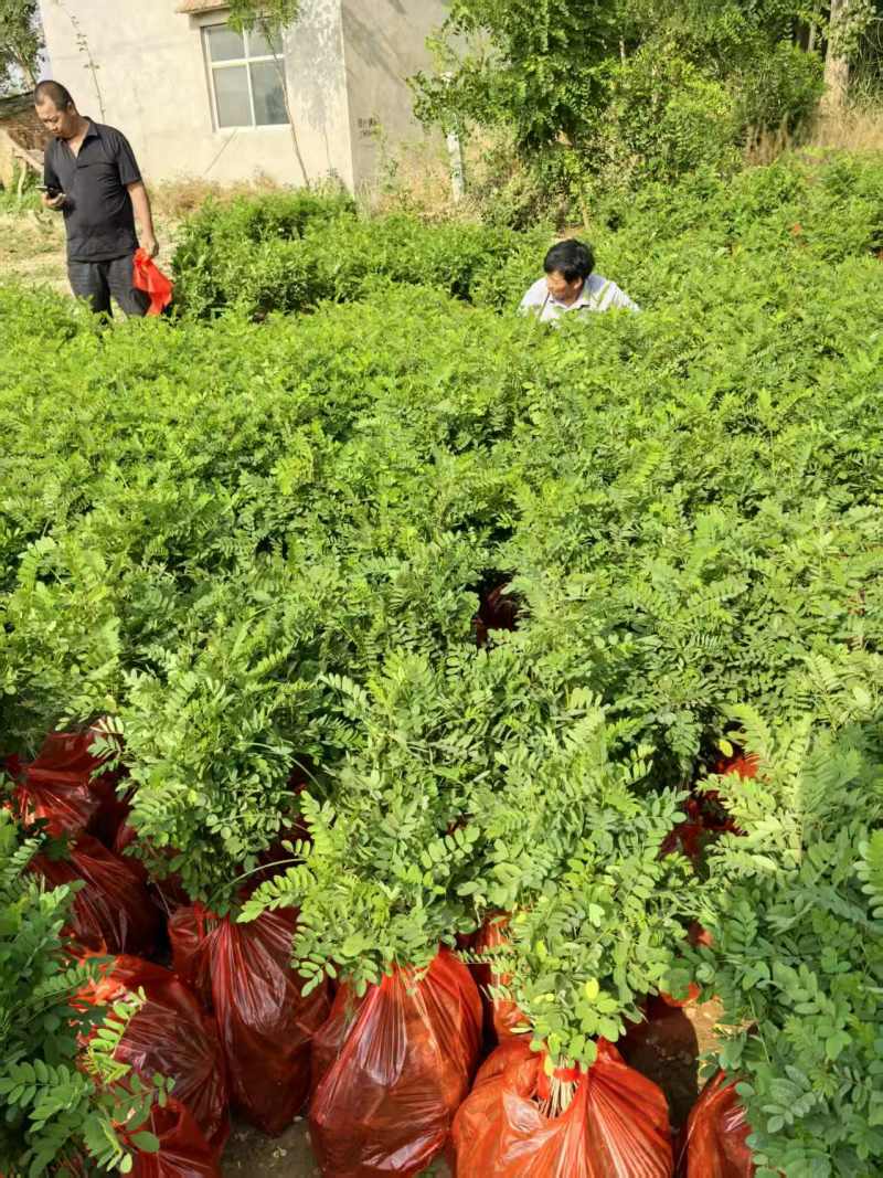 川姐紫穗槐，刺槐及杯苗，基地自产自销，一站式服务。