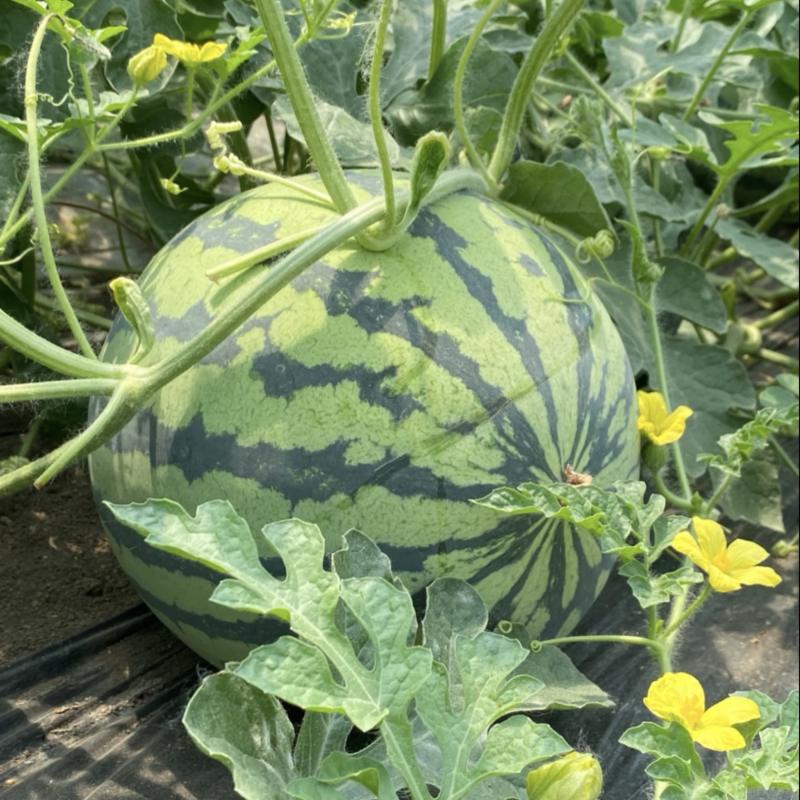 通许美都西瓜种植基地-开封美都西瓜产地-开封通许西瓜批发