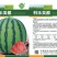 高端优质美都西瓜种子，出芽率高、抗病、高产、全国发货