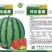 《热卖》高端优质西瓜种子、纯度高、出芽率高、全国发货