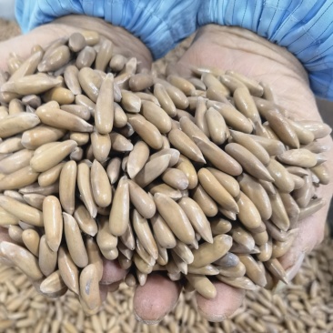 巴西松子电商货大量现货