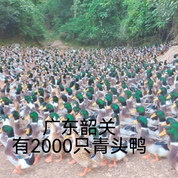 韶关市2000只青头鸭，卖完过年，非诚勿扰，谢谢