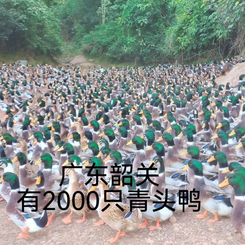 韶关市2000只青头鸭，卖完过年，非诚勿扰，谢谢
