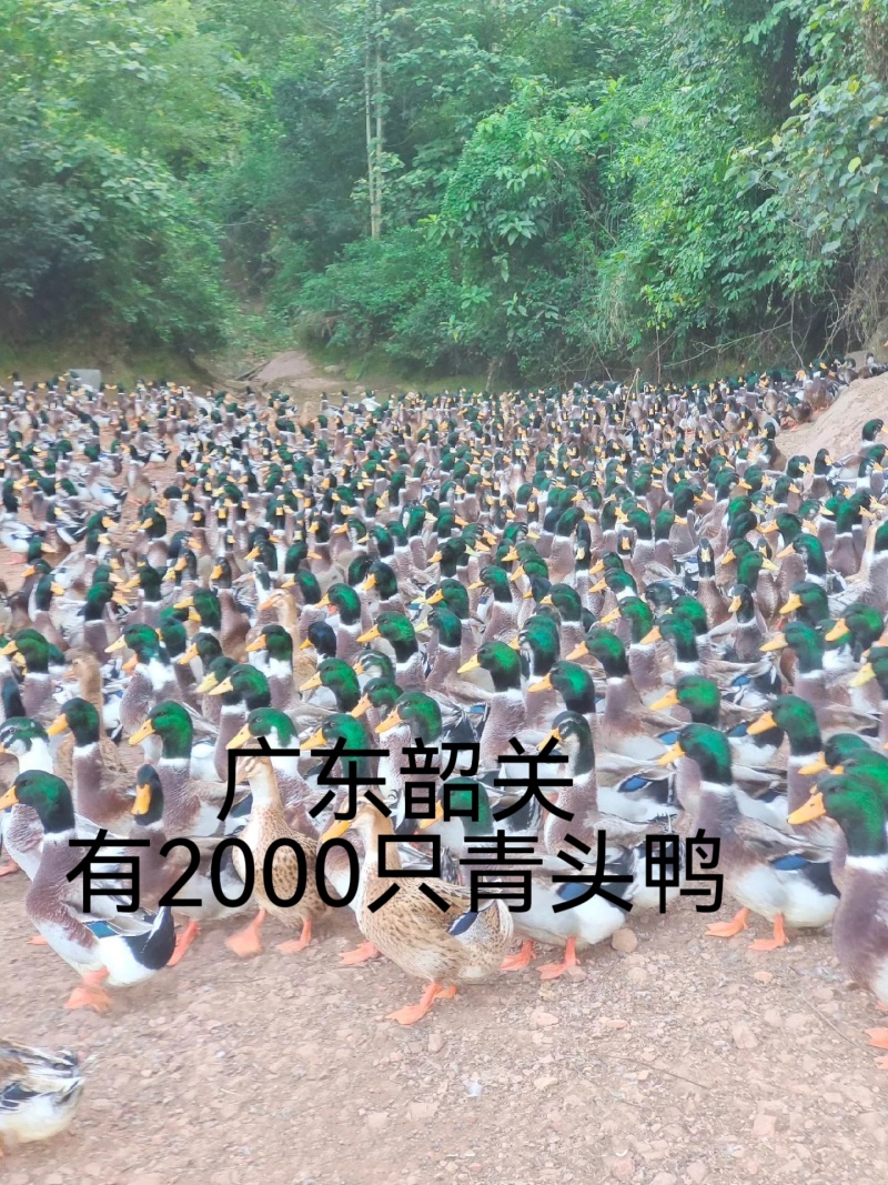 韶关市2000只青头鸭，卖完过年，非诚勿扰，谢谢