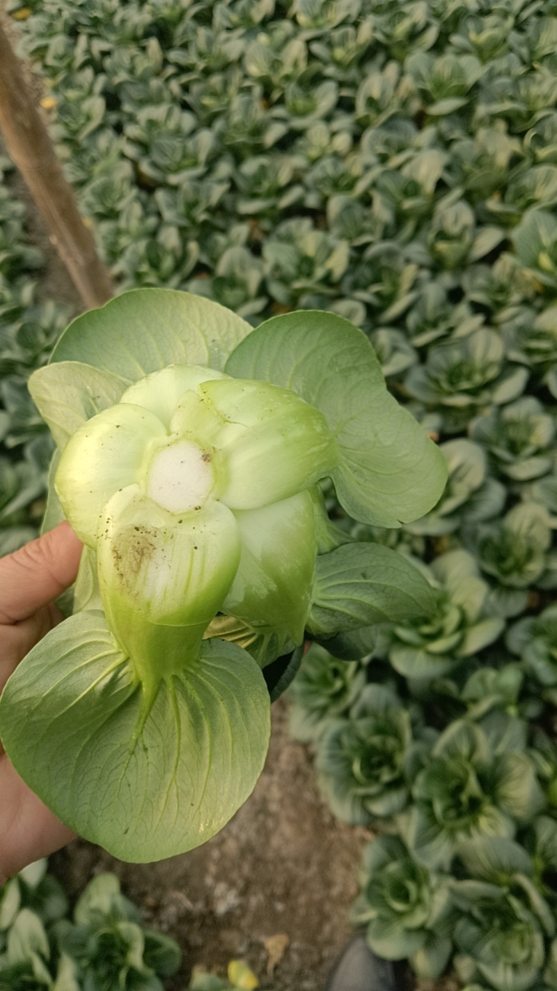 苏州青