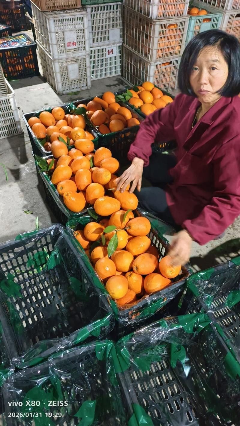 【畅销】纽荷尔脐橙对接全国可办理出口量大从优售后无忧