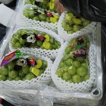 阳光玫瑰